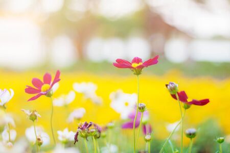 Cosmos of magenta with fresh on the field.の写真素材