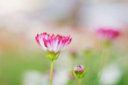 Cosmos with beautiful on the background blurred.の写真素材