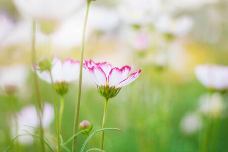 White Cosmos with refreshing in the garden.の写真素材