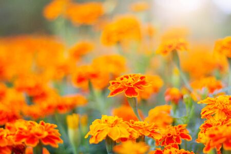 Orange marigold flowers with a blurred background.の写真素材