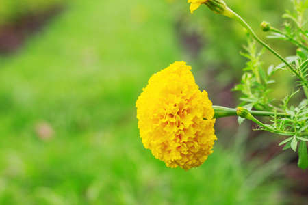 Marigold and green grass in the garden.の写真素材