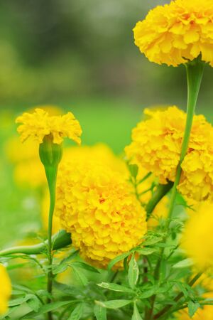 Marigold in the garden with a natural green background.の写真素材