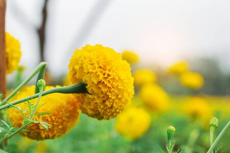 Marigold in the garden with sky background.の写真素材