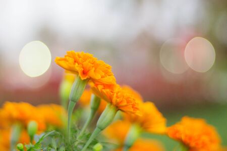 Orange marigold flowers with beautiful on the background blurred.の写真素材