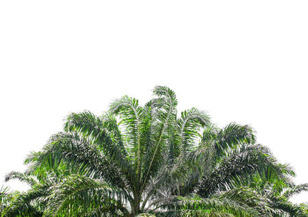 Palm tree leaves with a white background.の写真素材