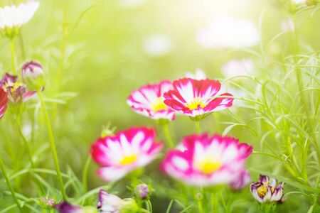 Pink cosmos in garden with the sun shining.の写真素材