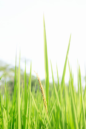 Rice ears growing in the field with sky background.の写真素材