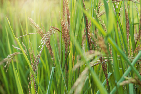 Rice growing in the field with nature.の写真素材