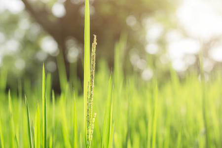Rice growing in field with the sunlight.の写真素材