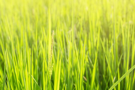 Growing rice leaves with natural green background.の写真素材