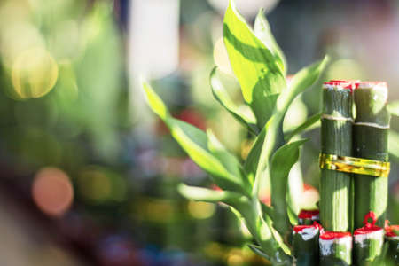 Chinese bamboo planted with cultural beliefs.の写真素材