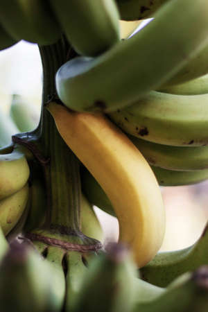 Bananas of yellow and raw on the plant.の写真素材