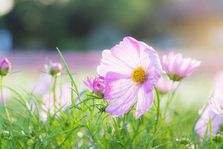 The beauty of pink cosmos in garden with sunlight.の写真素材