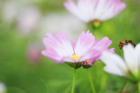 Pink Cosmos flower with freshness on green nature.の写真素材