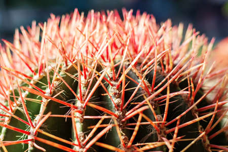 The sharpness and detail of surface cactus.の写真素材