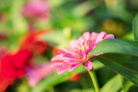 Pink gerbera with the colorful of beauty.の写真素材