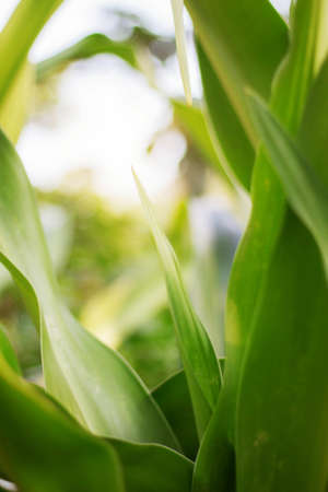 The beauty of leaves adorned with the sun shines.の写真素材