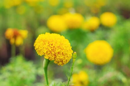 Marigold flowers on the plantation.の写真素材