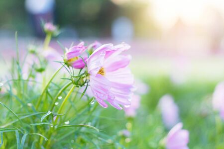 Pink Cosmos and dew drops with morning sun.の写真素材