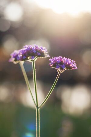 Purple flowers in the garden with natural at sunlight.の写真素材