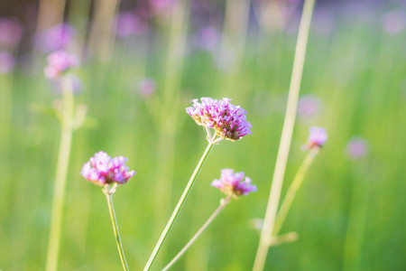 The beauty of purple flowers with green nature.の写真素材