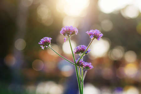purple flowers in the forest with sunrise.の写真素材