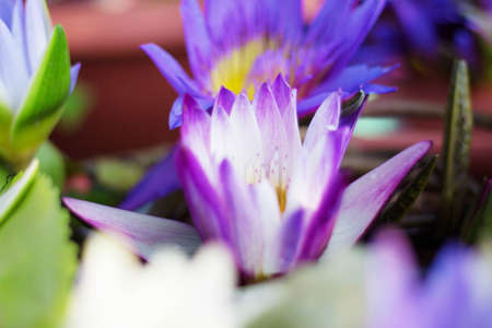 Purple lotus with beautiful in the pond.の写真素材