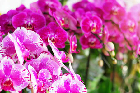 Purple orchid with the beautiful of colors.の写真素材
