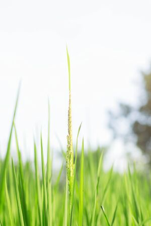 Rice with freshness of nature at sky.の写真素材