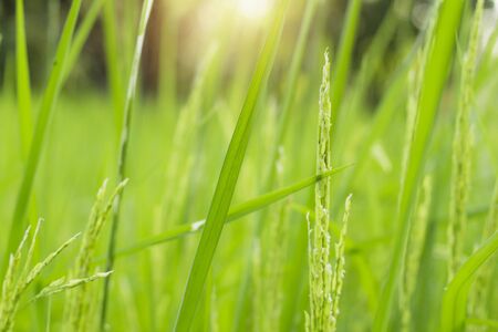 Rice in field with freshness of nature.の写真素材