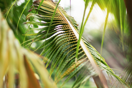 Coconut growing on the tree with sunshine.の写真素材