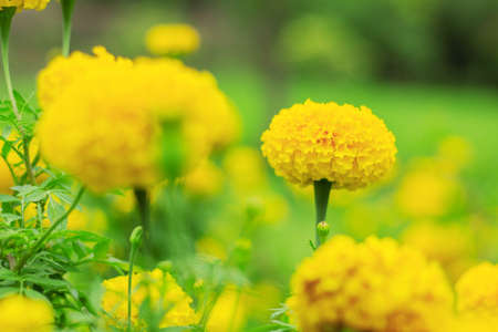Colorful of marigold in the garden.の写真素材
