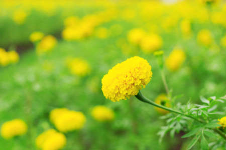 Marigold in garden with the freshness of nature.の写真素材