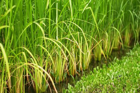 Rice growing on a field in rainy season.の写真素材