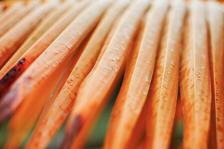 The surface of brown coconut leaves.の写真素材