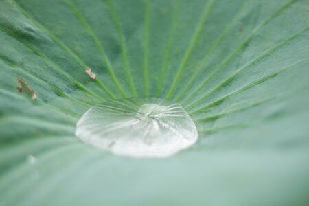 Water drops on lotus leaves with the background.の写真素材