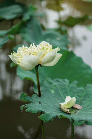 White lotus and petals on lotus leaf in pond.の写真素材