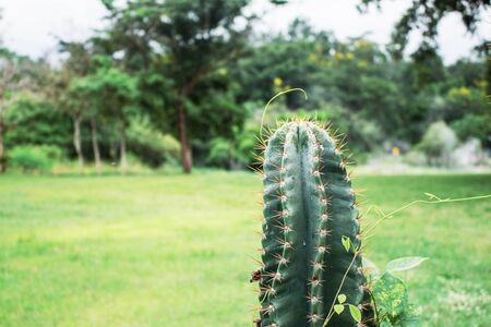 Cactus with grass in the park.の写真素材