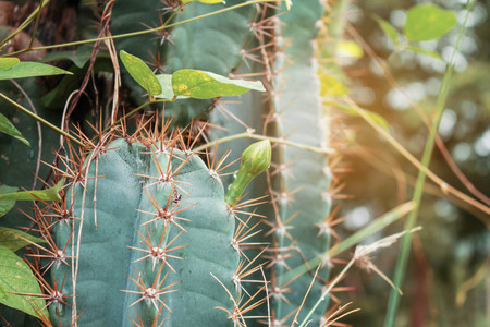 Cactus with sunlight in the forest.の写真素材