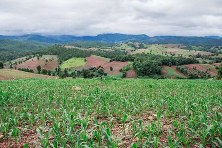Corn field on the hillside in rural Thailand.の写真素材