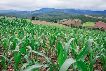 Corn growing on a hillside in rural Thailand.の写真素材