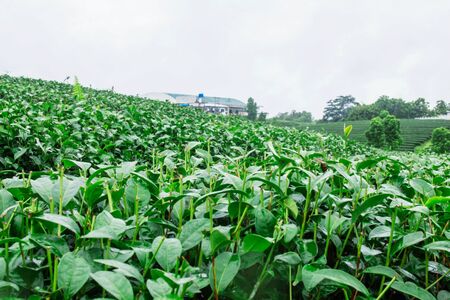 cut off tea on farm with the freshness of nature.の写真素材
