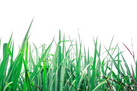 Green grass on a white background.の写真素材