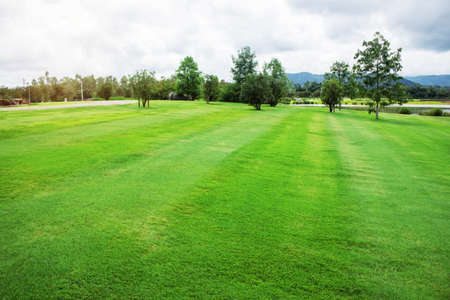 Green lawns and trees in the park.の写真素材
