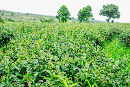 Green tea and trees with nature in the rainy season.の写真素材