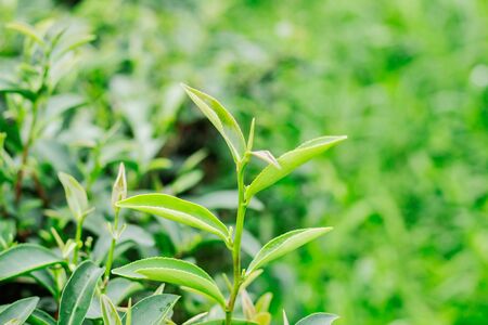 Growing tea leaves with the natural background.の写真素材