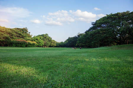 Lawn and blue sky in the garden.の写真素材