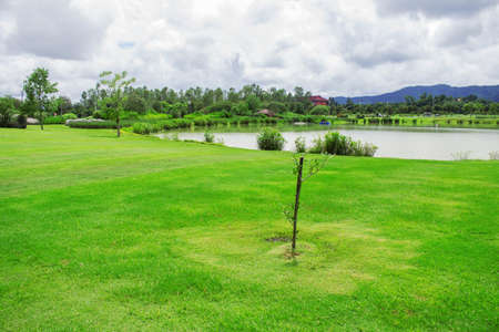 Lawn and trees are planted near ponds in the park.の写真素材