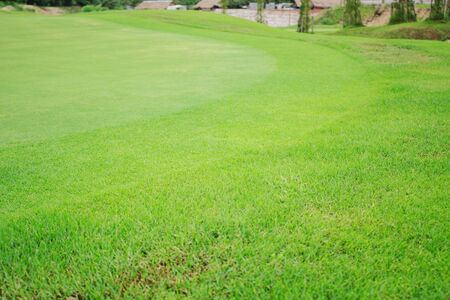 Lawn trimmed with beautiful in the park.の写真素材