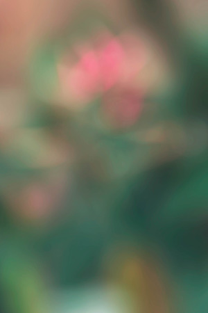 Colorful of natural with a blurred background.の写真素材